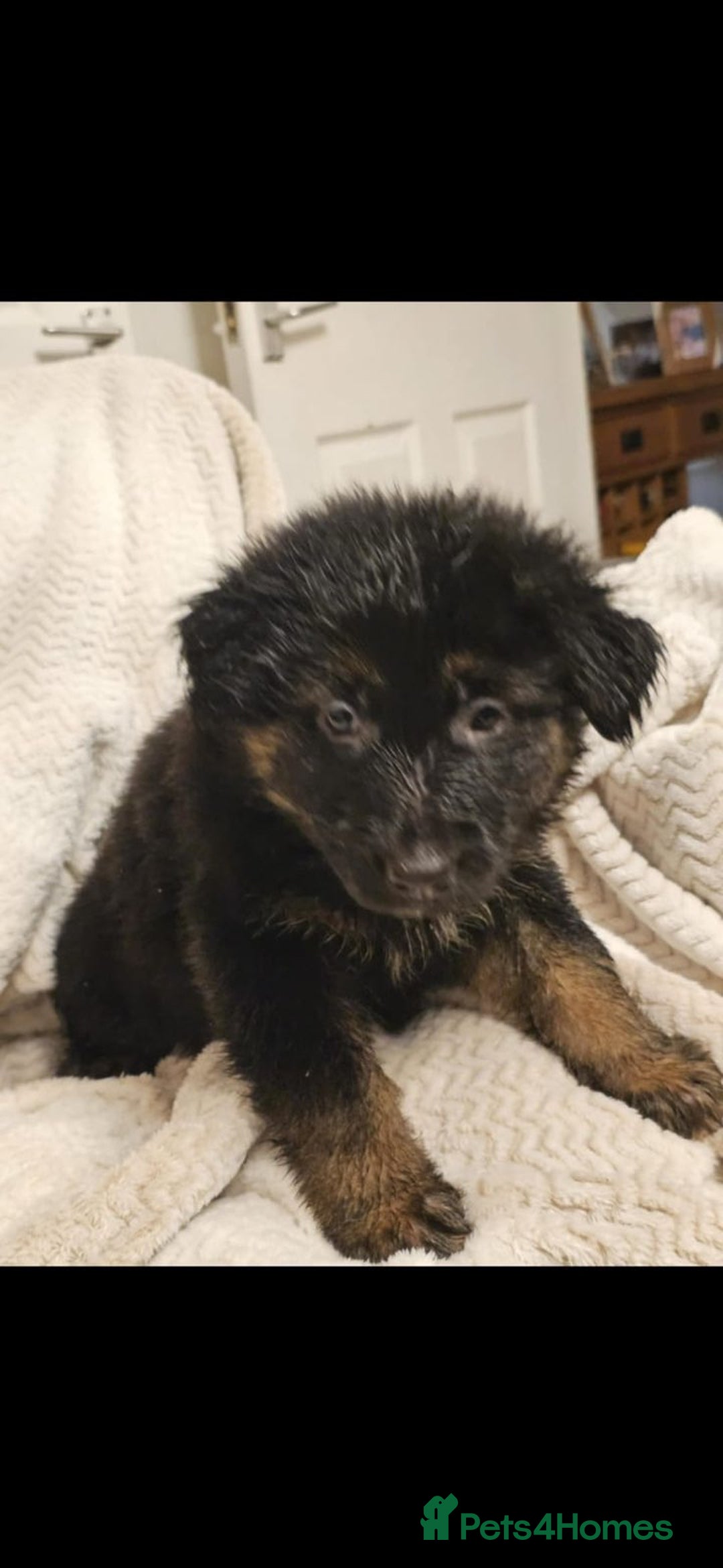 German Shepherd dogs for sale: 10 week old german shepherd  - Advert 1