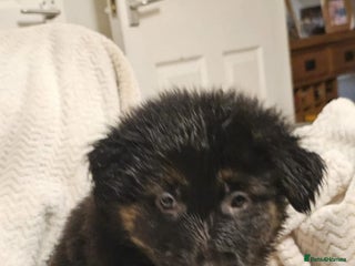 German Shepherd dogs 10 week old german shepherd - Advert 1