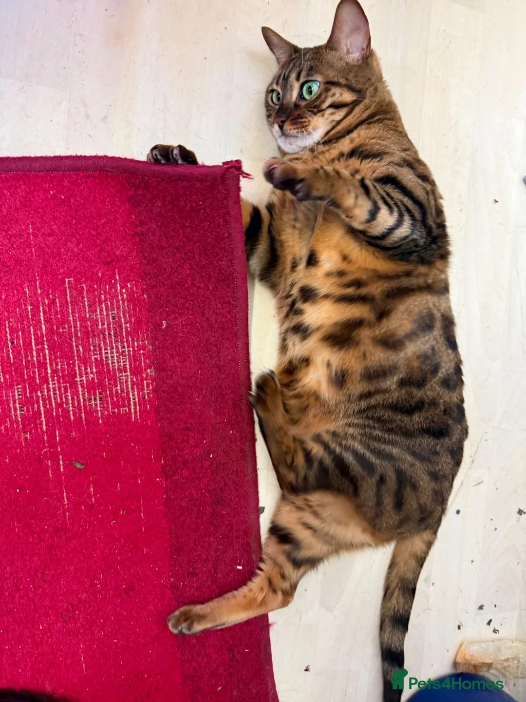 Bengal cats for sale: Female Friendly Bengal pet - Advert 2