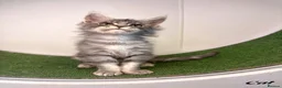 Maine Coon cats for sale: Maine coon kittens  - Advert 11