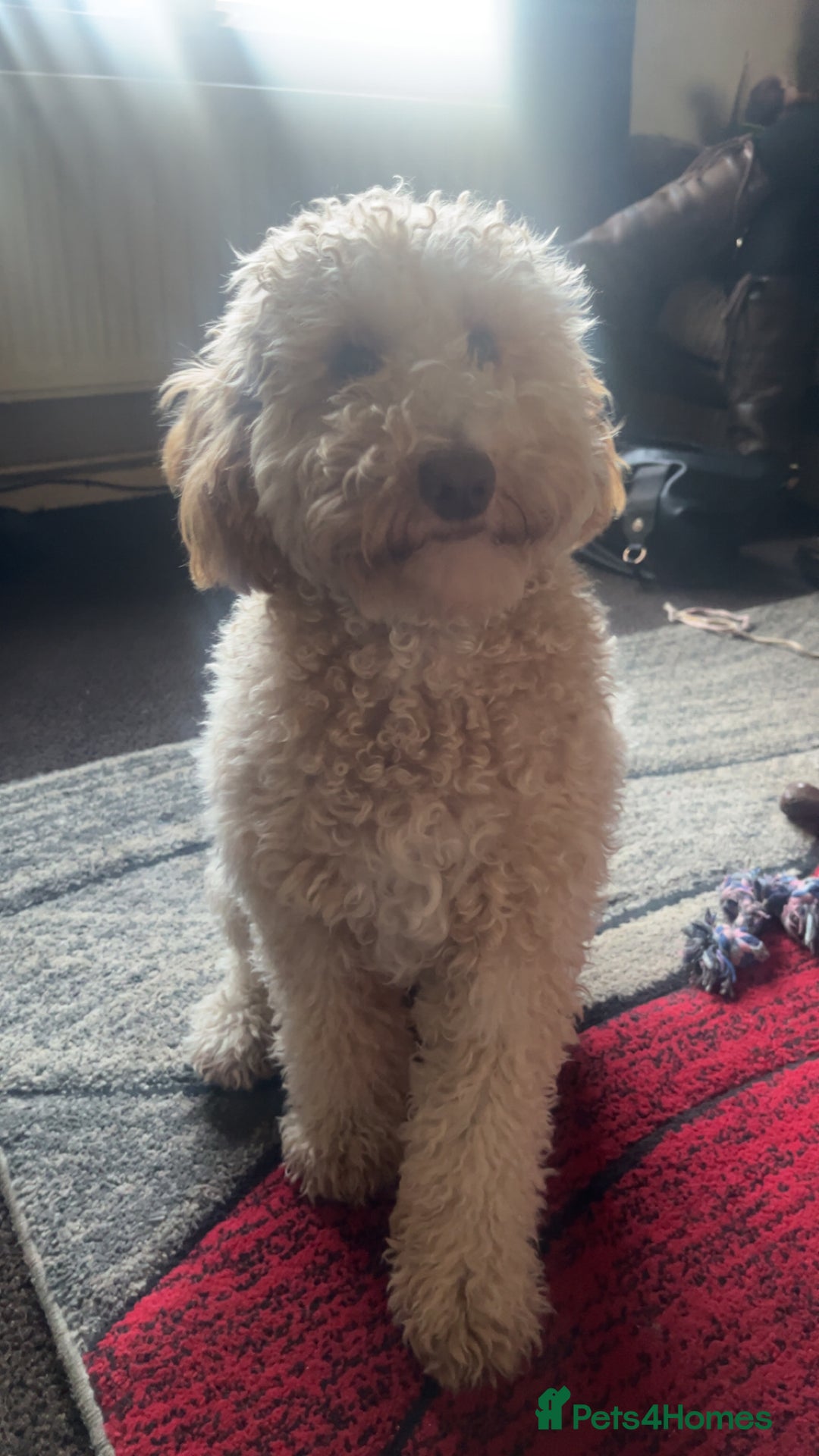 Cavapoo dogs for sale: Cavapoo  - Advert 1