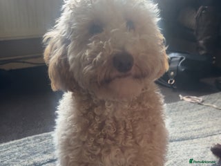 Cavapoo dogs Cavapoo - Advert 1