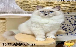 Ragdoll cats for sale: 🐾🩷*TICA REG* EU RAGDOLL KITTENS🌟 DNA CLEAR 🩵🐾 - Image 12