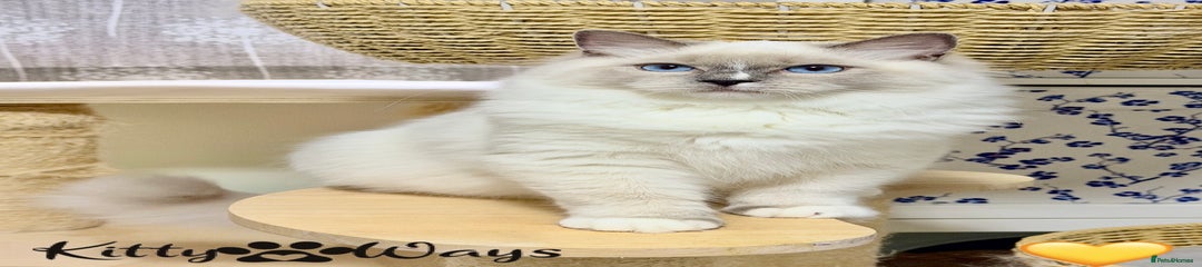 💛 Ragdoll Kitten 2 💛
