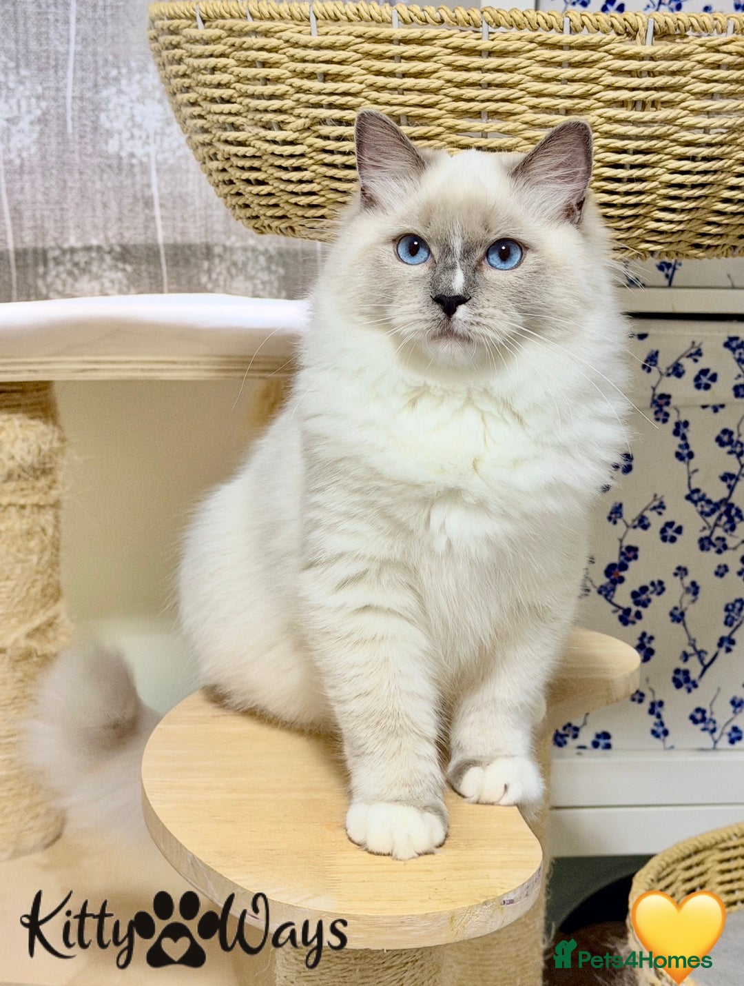Ragdoll cats for sale: 🐾🩷*TICA REG* EU RAGDOLL KITTENS🌟 DNA CLEAR 🩵🐾 - Image 12