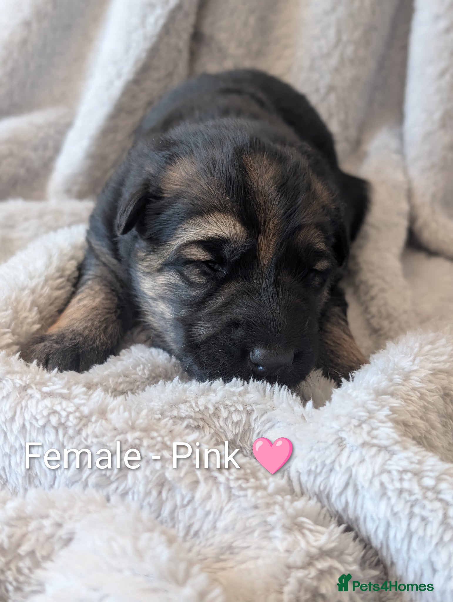 German Shepherd dogs KC Registered German Shepherd Puppies 🐾  - Advert 14