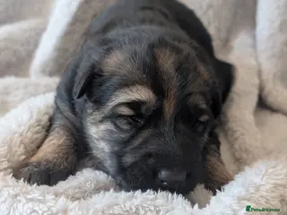 German Shepherd dogs KC Registered German Shepherd Puppies 🐾 - Advert 14