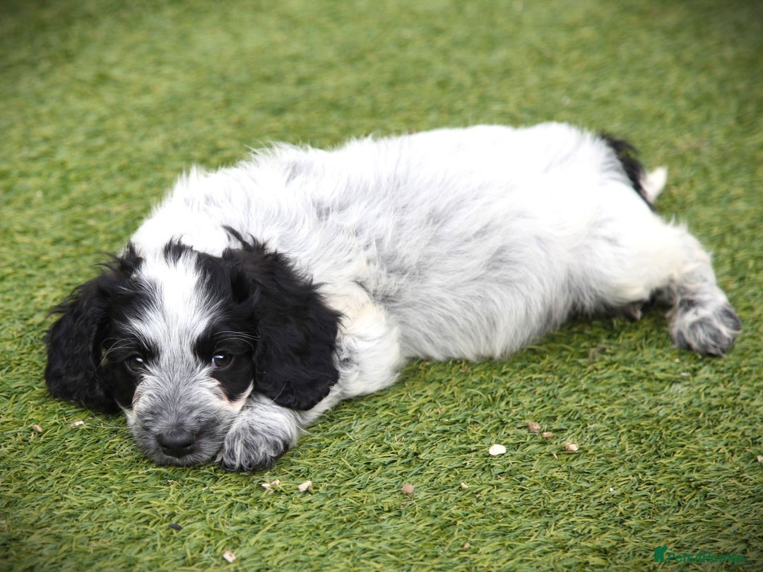 Cockapoo dogs for sale: Parti Colour Cockapoos 🌈 - Raised Right ✨ - Image 10