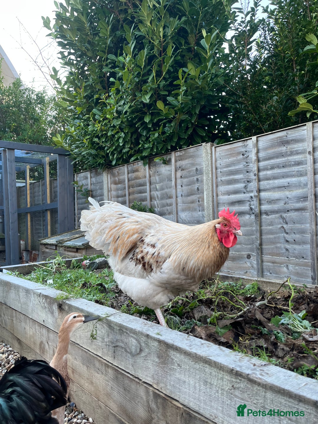 Chickens poultry for sale: Sold as a pair or individually  - Advert 4