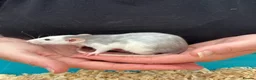 Rat rodents for sale: Beautiful friendly Dumbo rats  - Advert 5