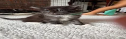 Mixed Breed cats for sale: Half MAINE COON x Domestic Cat - Advert 7