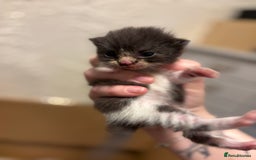 Mixed Breed cats for sale: British shorthair cross kittens - Image 12