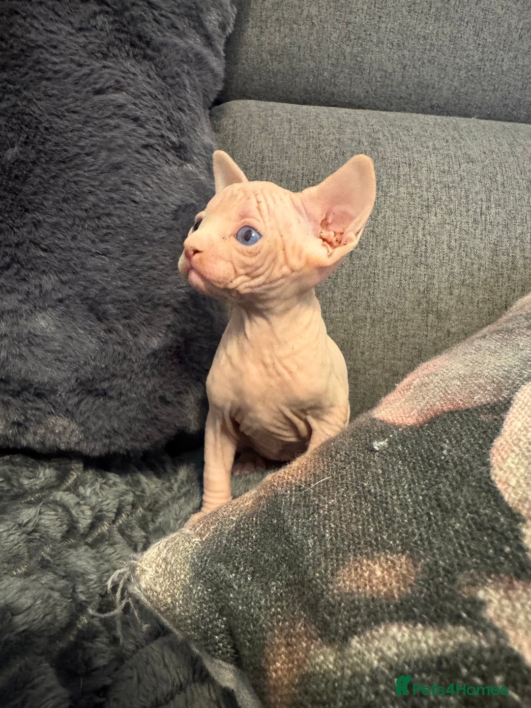 Sphynx cats for sale:  🔥Sphynx and Elf kittens 🔥 - Advert 7