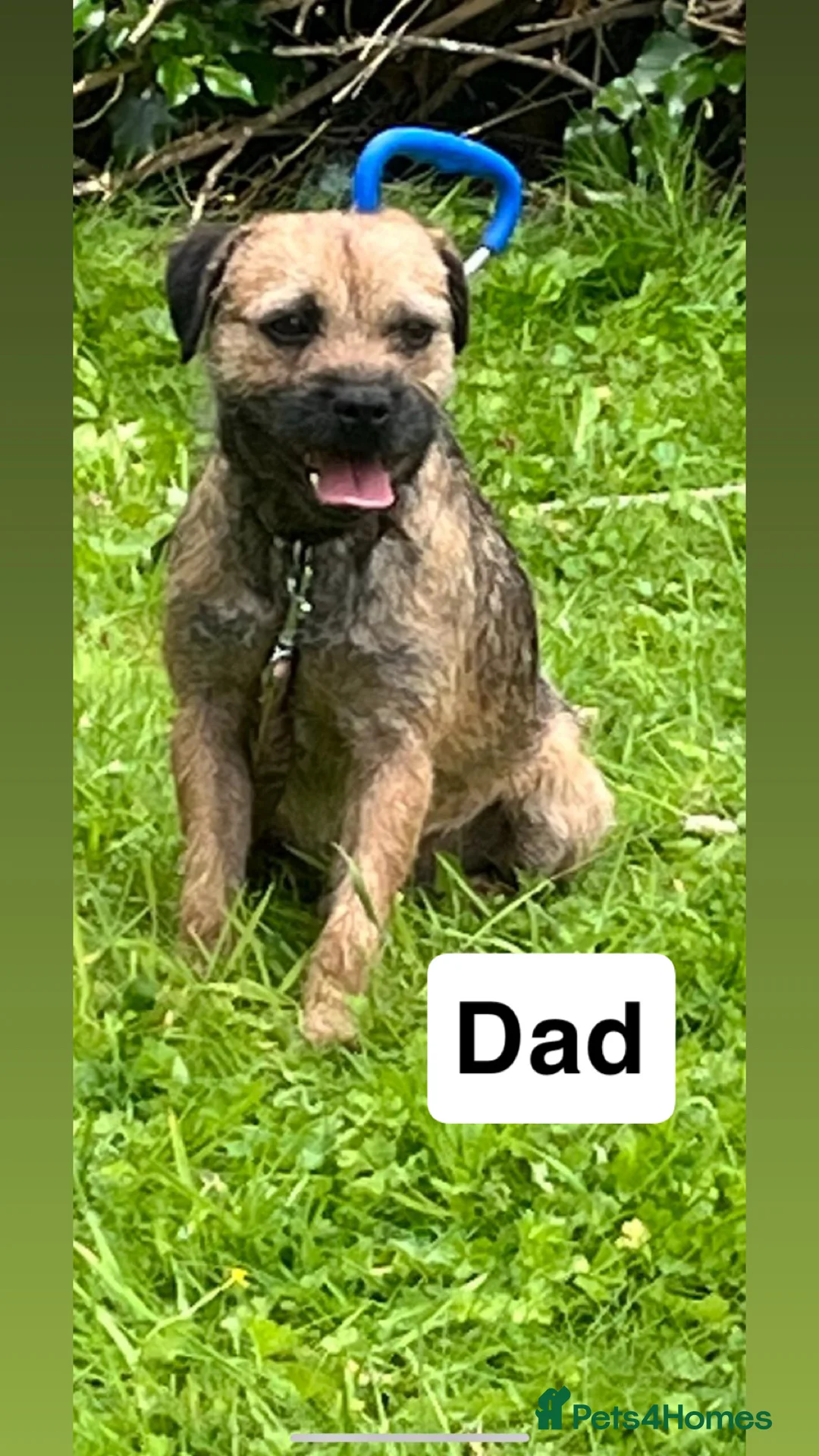 Border Terrier dogs for sale: ⭐️BORDER TERRIER PUPPIES  - Advert 34