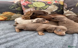 Miniature Dachshund dogs for sale: Miniature longhair dachshund puppies  - Image 10