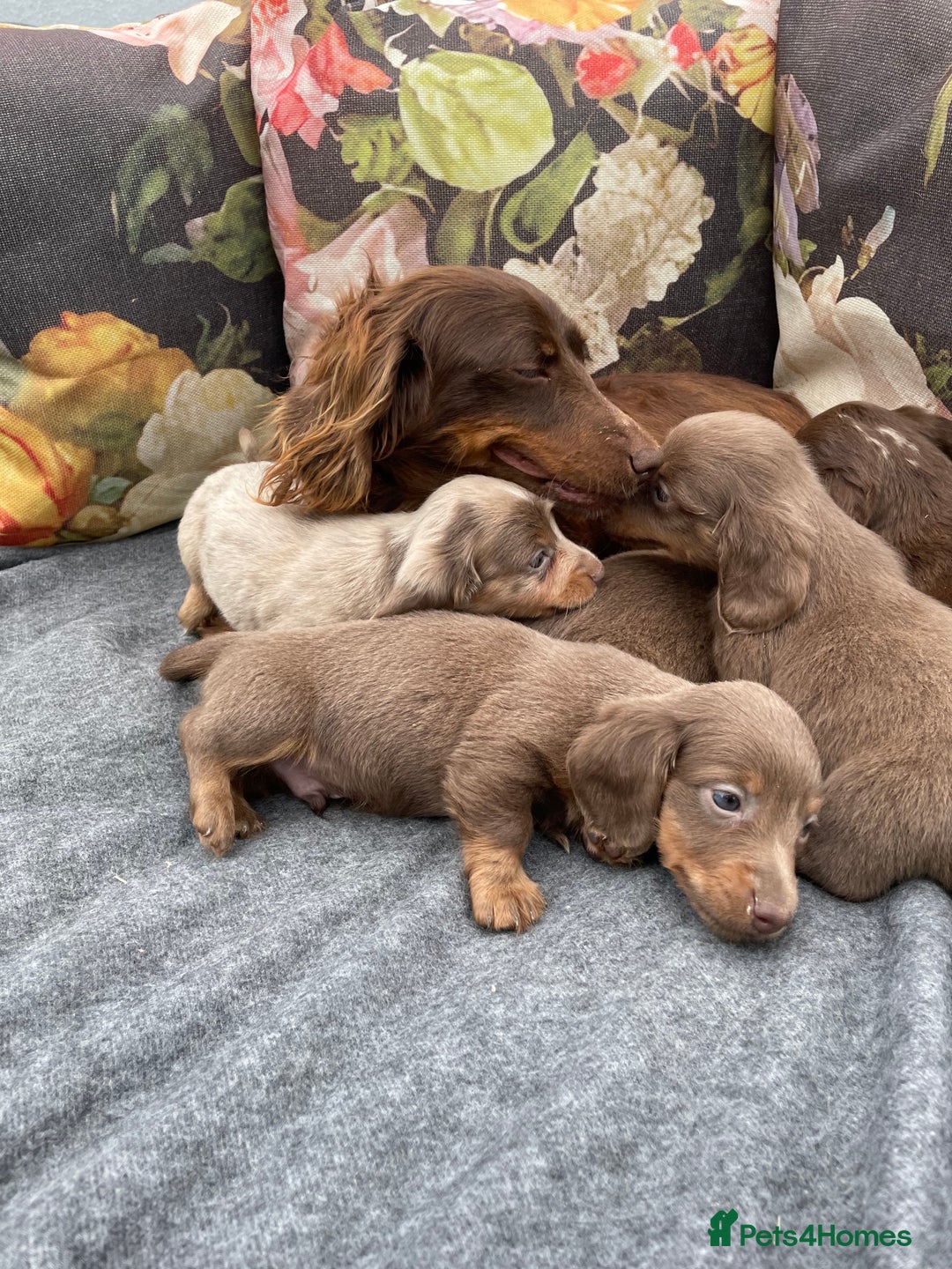 Miniature Dachshund dogs for sale: Miniature longhair dachshund puppies  - Image 10