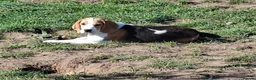 Beagle dogs for sale: Beautiful Beagle Girl - Advert 1
