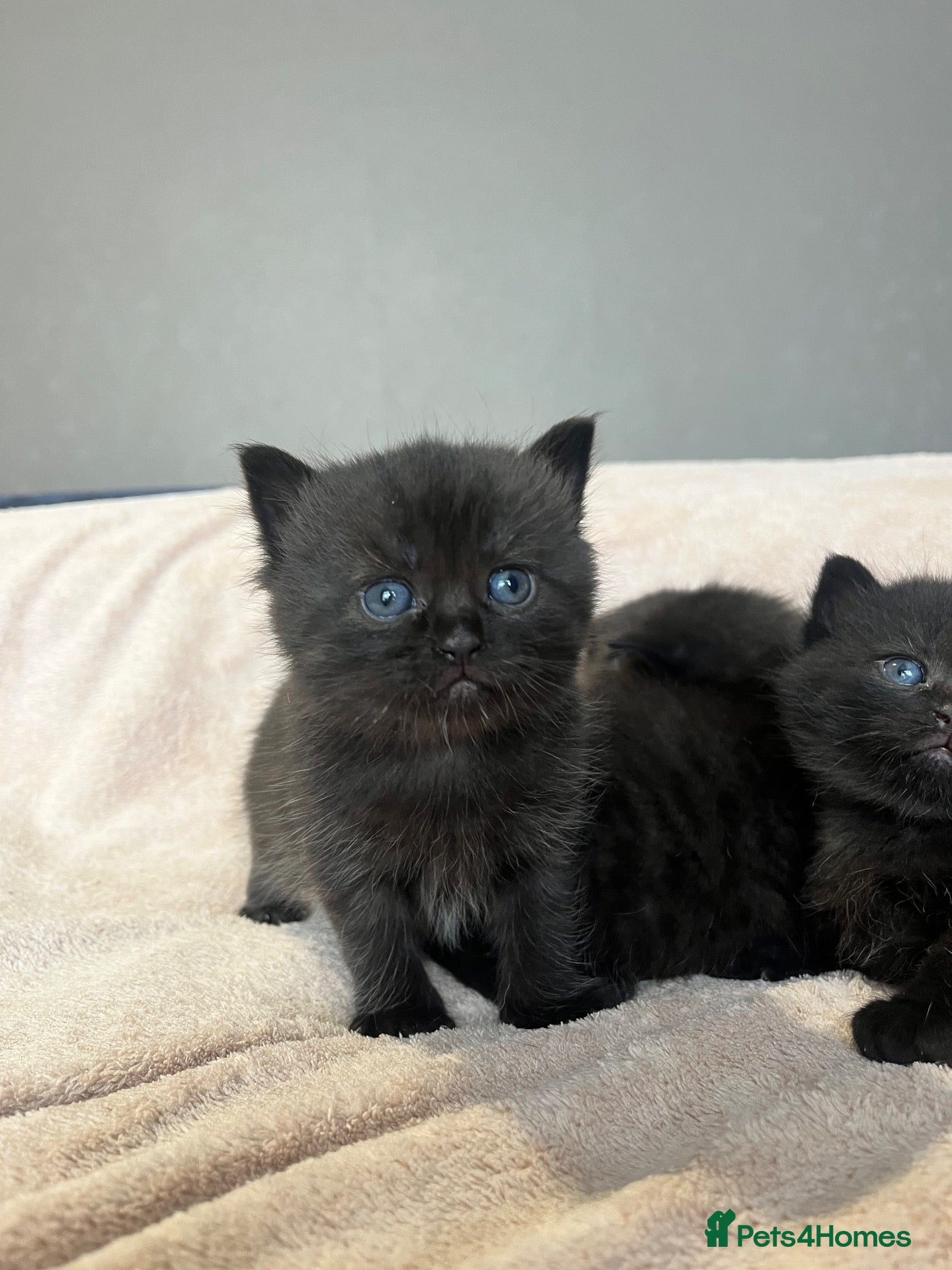Scottish Fold cats for sale: Adorable Scottish fold Kitten - Advert 1