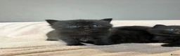 Scottish Fold cats for sale: Adorable Scottish fold Kitten - Advert 7