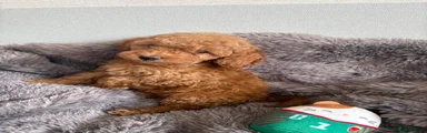 Renn 