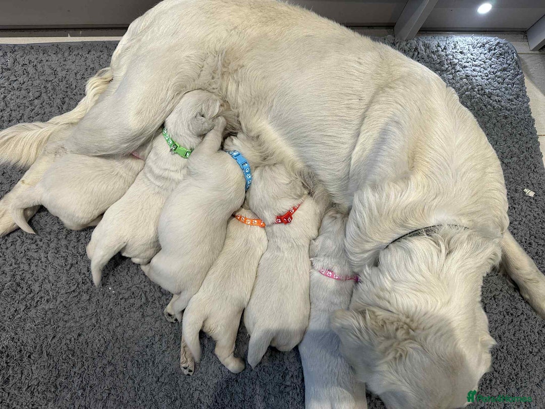 Golden Retriever dogs for stud: KC DNA tested white Boy avialable for Stud - Advert 9