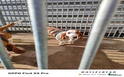 Basset Hound dogs for sale: 🐾 Two Beautiful Female Basset Hounds🐾 - Image 6