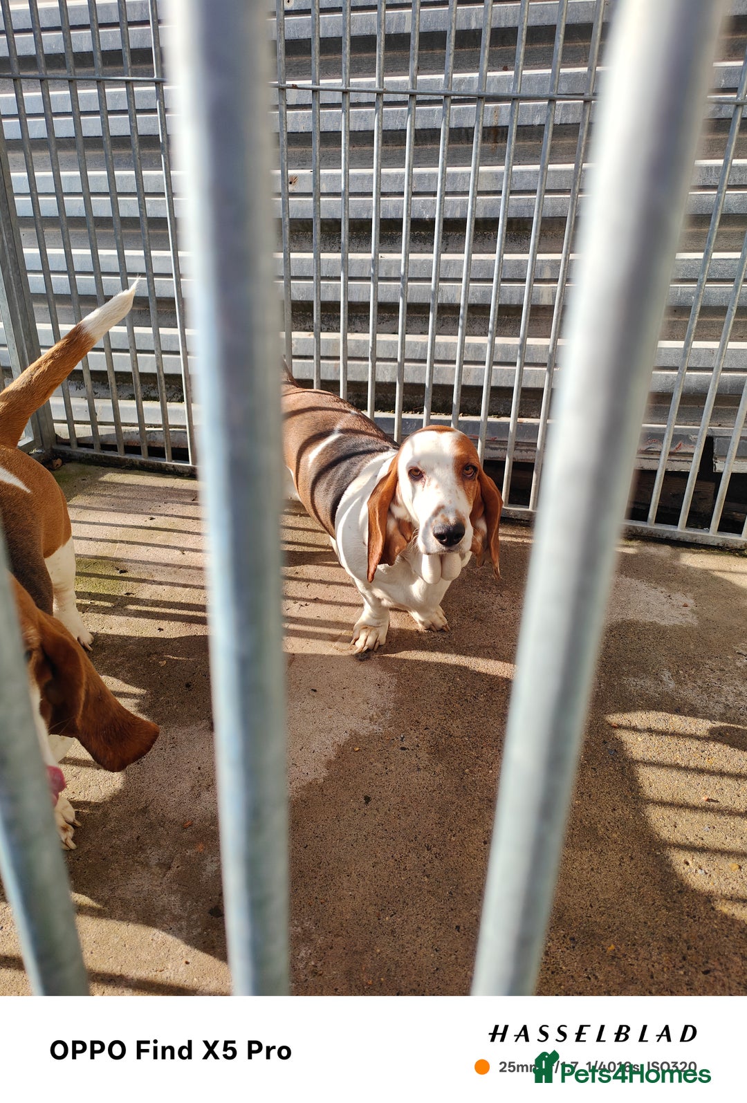 Basset Hound dogs for sale: 🐾 Two Beautiful Female Basset Hounds🐾 - Image 6