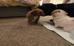 Cockapoo dogs for sale: Beautiful cockerpoo F1B - Advert 5