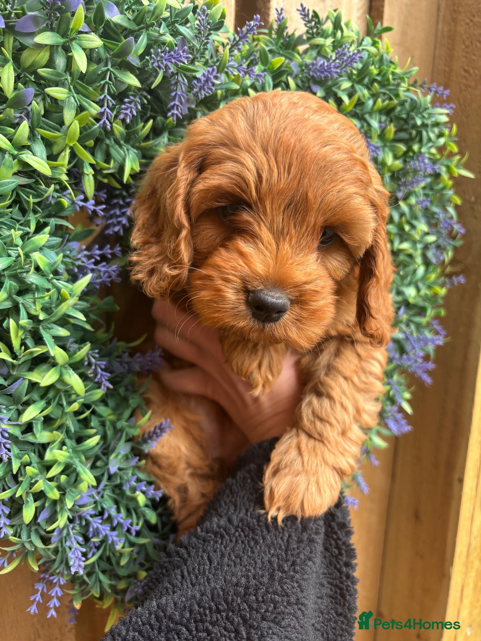 Cockapoo dogs Ready on Saturday Toy cockapoo puppies.  - Advert 4