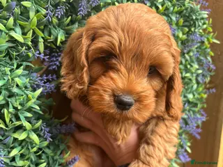 Cockapoo dogs Ready on Saturday Toy cockapoo puppies. - Advert 4