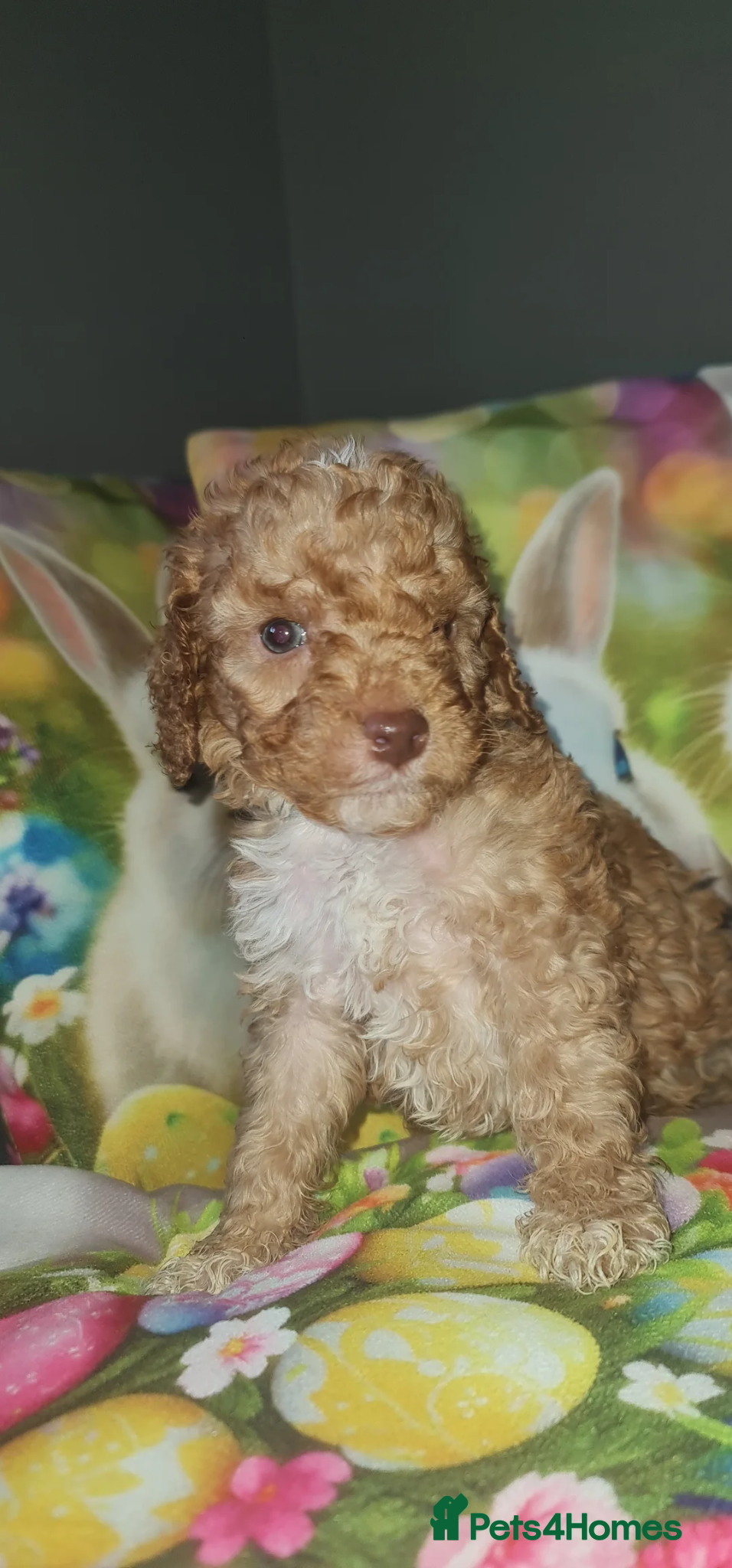 Cockapoo dogs for sale: Beautiful cockapoo puppies 1 girl and 4 boys  - Advert 1