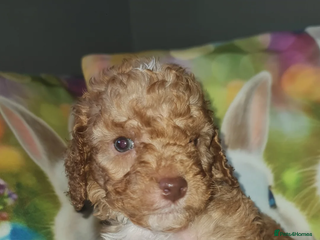Cockapoo dogs for sale: Beautiful cockapoo puppies 1 girl and 4 boys - Advert 1