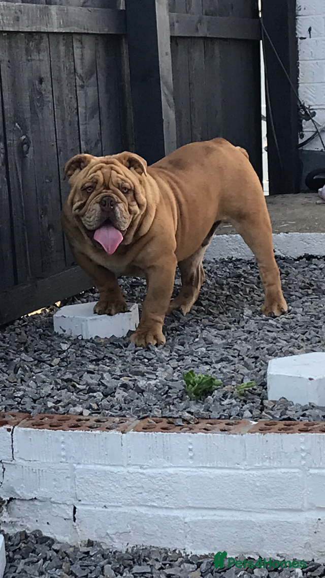 English Bulldog dogs Fluffy carrier British bulldog stud  - Advert 12