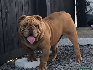 English Bulldog dogs for stud - Advert 2