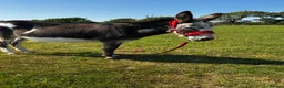 Donkey livestock for sale: Miniature Mediterranean Jenny  in Kidwelly - Advert 3