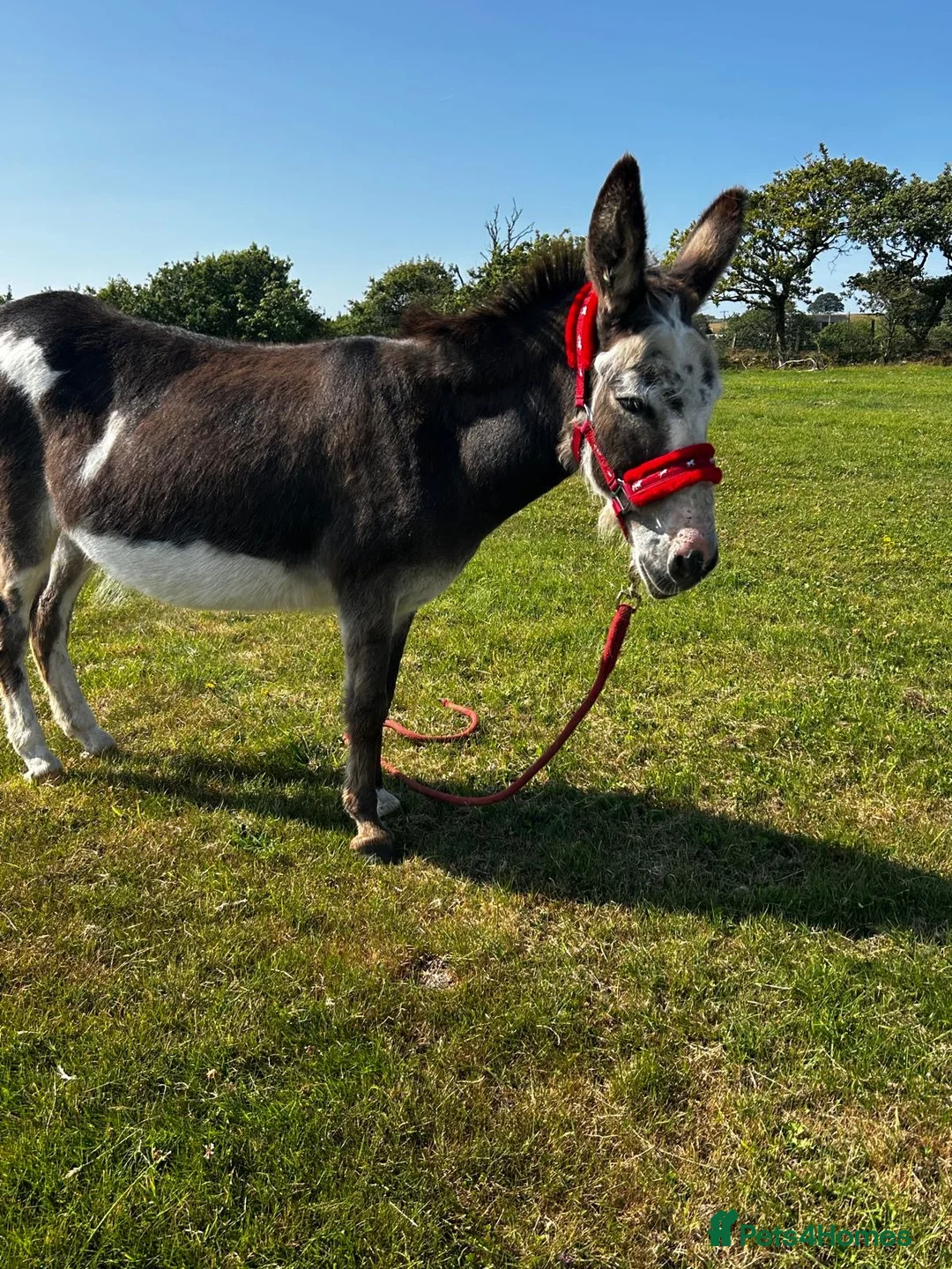 Donkey livestock for sale: Miniature Mediterranean Jenny  in Kidwelly - Advert 3