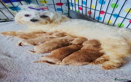 Maltipoo dogs for sale: Maltipoo  - Image 8
