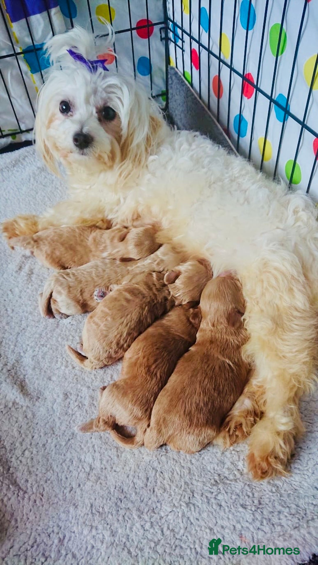 Maltipoo dogs for sale: Maltipoo  - Image 8
