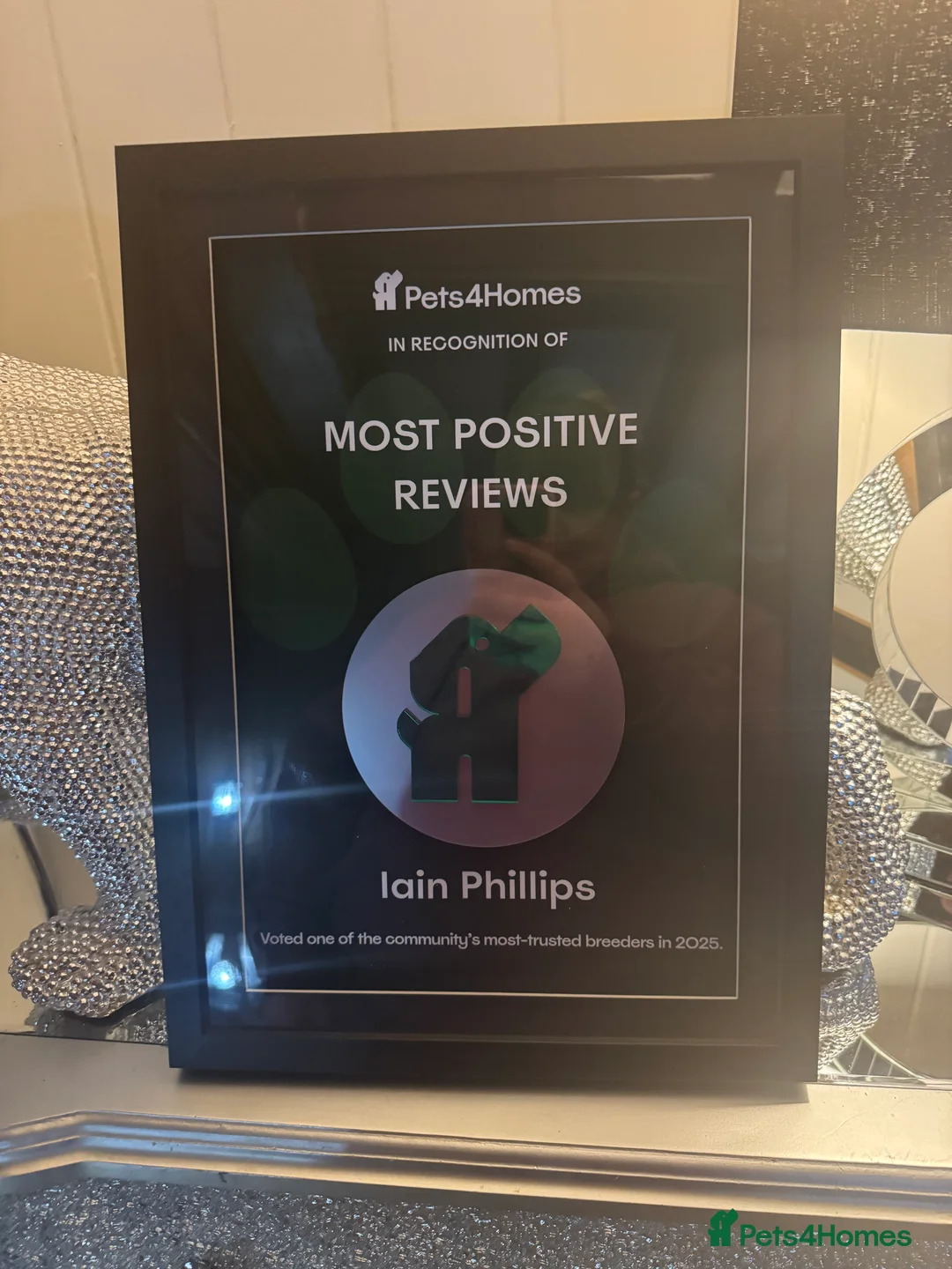 Golden Retriever dogs for stud:  dna tested clear proven golden retriever stud - Advert 2