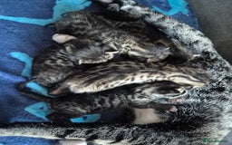 Savannah cats for sale: Savannah kittens ready to leave 24th October  - Image 8