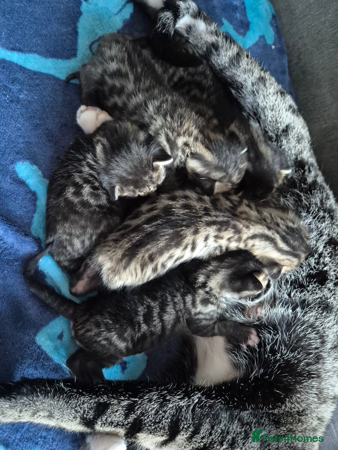 Savannah cats for sale: Savannah kittens ready to leave 24th October  - Image 8