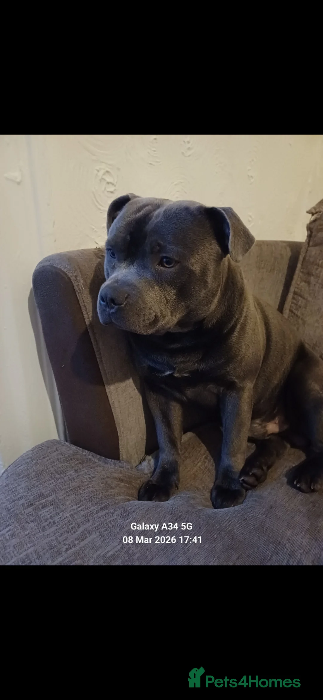 Staffordshire Bull Terrier dogs for stud: Zeus for stud, stunning fully kc blue staffy boy  - Advert 19