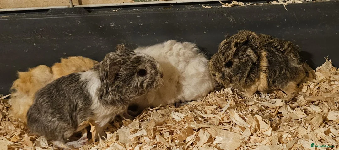 Guinea Pig rodents for sale: Gorgeous baby guinea pigs available  - Advert 1