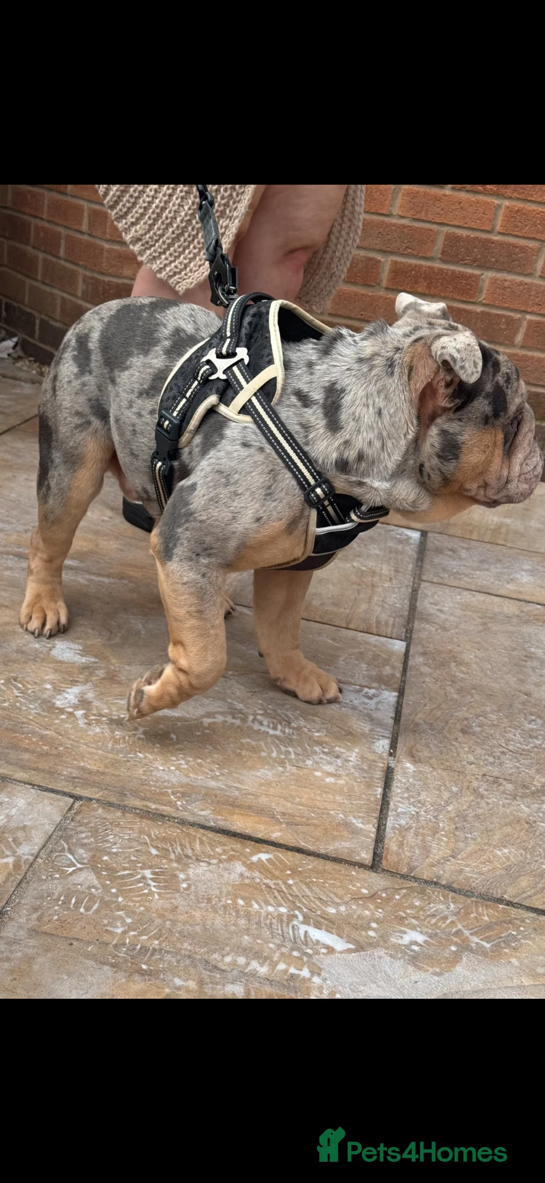 English Bulldog dogs for sale: Sorento 007 son  - Advert 2