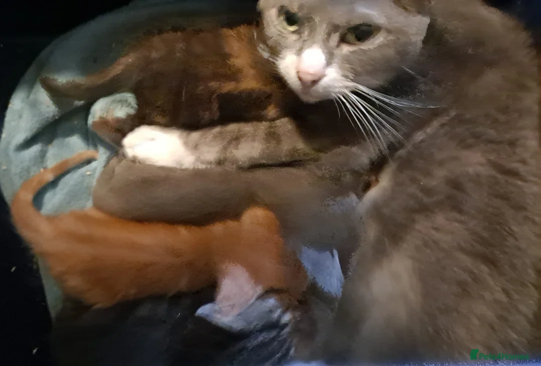 Mixed Breed cats for sale: Kittens x 4 - Advert 6