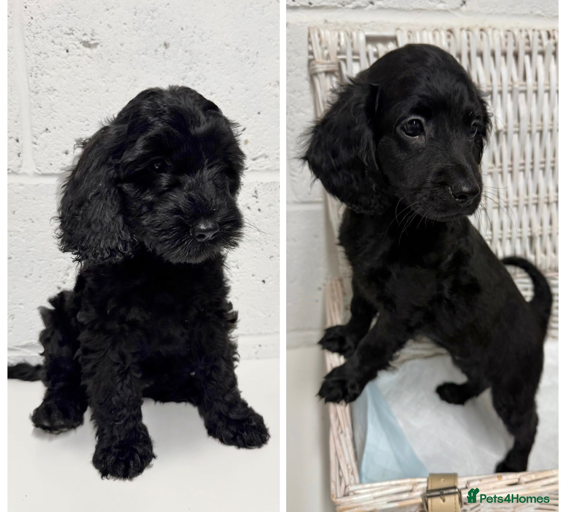 Cockapoo dogs Stunning Black Cockapoo Puppies - Ready to go  - Advert 2