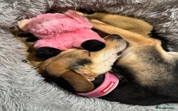 Mixed Breed dogs for adoption: Cahil , a sweet Cypriot girl  - Image 7