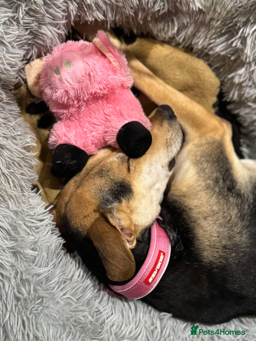 Mixed Breed dogs for adoption: Cahil , a sweet Cypriot girl  - Image 7