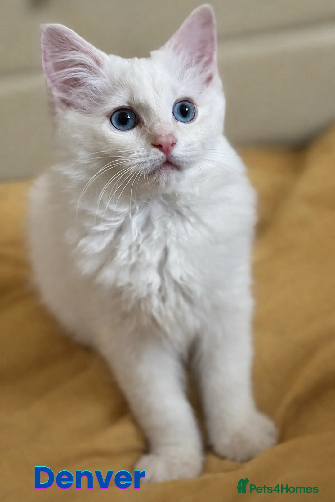 Ragdoll cats for sale: GCCF Registered Red Boys ready to go - Advert 9