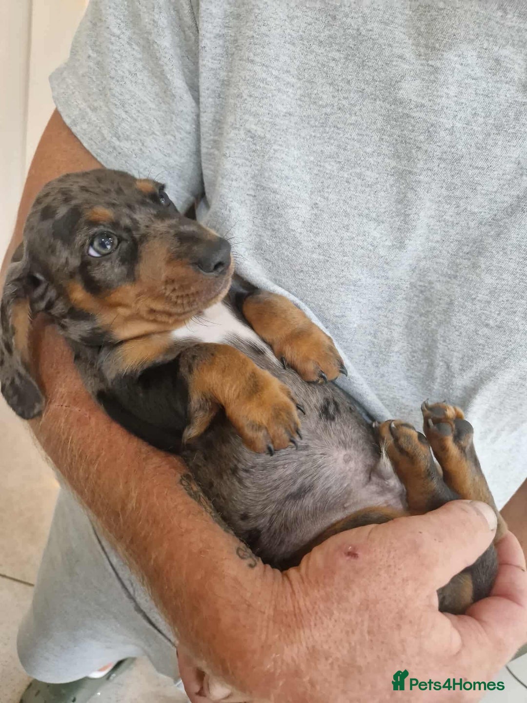 Miniature Dachshund dogs for stud: Proven KCReg Chocolate & Tan Dapple Dachshund Stud - Advert 11